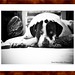 Dane Brown Photo 23