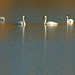 Maria Swan Photo 9