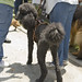 Peggy Dean Photo 20