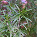 Rosemary Urban Photo 7