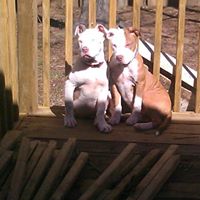 Reginald Moses Photo 9