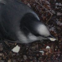 Frances Cook Photo 22