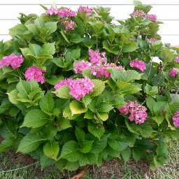 Marsha Kelly Photo 23