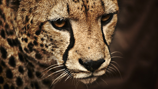 Angelia Copeland Photo 14