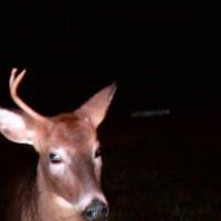 Greg Watkins Photo 28