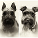 Hazel Cooper Photo 2