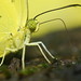 Steven Wong Photo 37