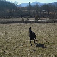Homer Garrison Photo 2
