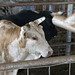 Jan Bull Photo 6