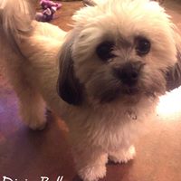 Debbie Dorris Photo 12