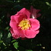 Rose Williams Photo 36