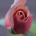 Julia Young Photo 8