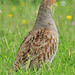 Kent Partridge Photo 10