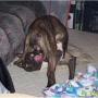 Joseph Pitts Photo 20
