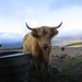 Bonnie Highland Photo 5
