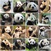 Zhen Gao Photo 9