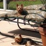 Sherril Yoder Photo 4