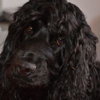 Charlie Stevenson Photo 8