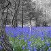 Tiffany Forest Photo 23