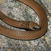 Virginia Messenger Photo 4