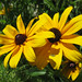 Susan Bartlett Photo 22
