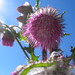 Jamie Flora Photo 16