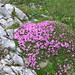 Rosa Stone Photo 17