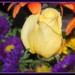 Rose Anglin Photo 7