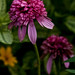 Nancy Flowers Photo 12
