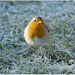 Robin Galloway Photo 14