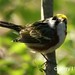 Jerry Chestnut Photo 14