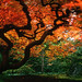 T Maple Photo 5