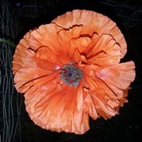 Joy Springer Photo 11