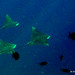 Ray Szymanski Photo 14