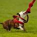 Victoria Harness Photo 4