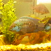 Jack Dempsey Photo 14