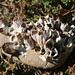 Victoria Shell Photo 12