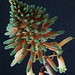 Vera Flowers Photo 11