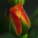 Dave Sommer Photo 21