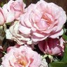 Cynthia Robinson Photo 35