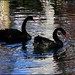 Suzanne Swan Photo 20