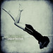 Lisa Lim Photo 19