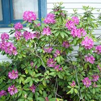 Nancy Fifer Photo 5