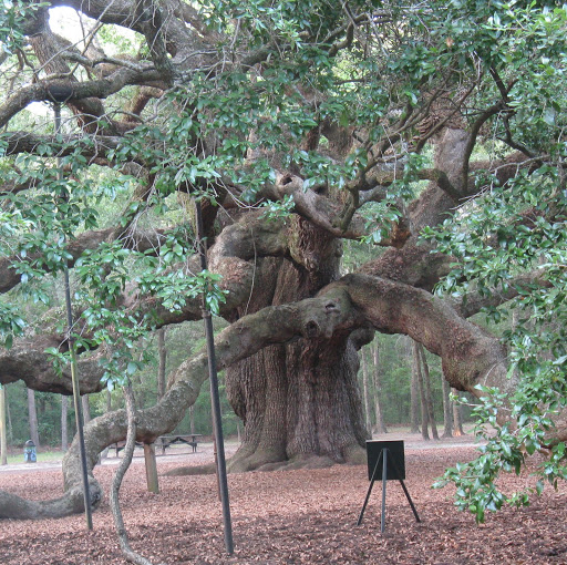 Dolores Brown Photo 29