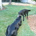 Henry Mckenzie Photo 15