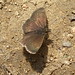 Sandy Skipper Photo 15