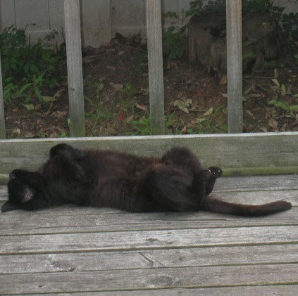 Elizabeth Falcone Photo 6