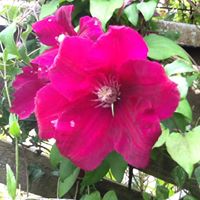 Margaret Cotter Photo 30