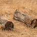 Forst Brown Photo 3