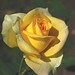 Walter Rose Photo 43